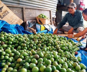 Thuê giang hồ "dằn mặt" người trồng chanh dây