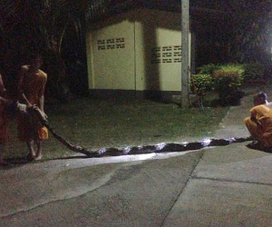 Trăn khổng lồ 8m đớp chân, siết chặt bà cụ Thái Lan