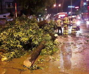 Hà Nội: Gió quật cây xà cừ bật gốc nằm chắn ngang đường
