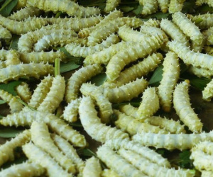 Mua mẻ tằm tươi sống lúc nhúc về ăn: Đại bổ như sâm