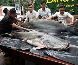 Cặp "thủy quái" 200 kg xuất hiện gây xôn xao Đà Nẵng