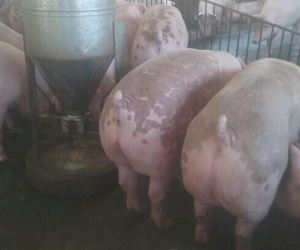 Tháng cô hồn giá heo lại rớt thê thảm