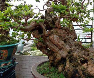 Cây ổi quý được cho là 300 năm tuổi, 1 tỷ đồng không mua được