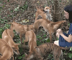 Video: Trang trại chó Phú Quốc tiền tỷ của cô gái trẻ