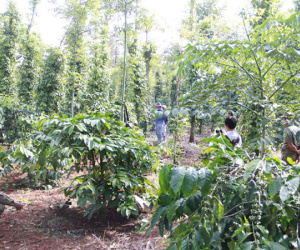 Nam thanh niên tử vong bên cạnh chai thuốc trừ sâu
