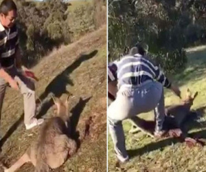 Australia bắt công dân Trung Quốc vì đâm chết dã man kangaroo