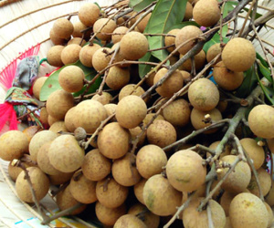 Nhãn đường phèn: Dân Hưng Yên muốn ăn cũng khó