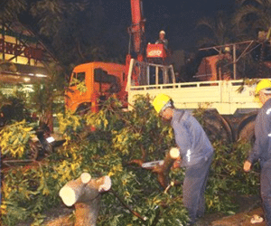 Cây xanh bật gốc đè 4 ngôi nhà, 5 người may mắn thoát chết