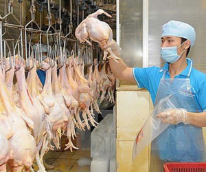 Việt Nam sắp xuất khẩu lô gà chính ngạch đầu tiên sang Nhật