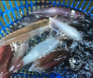 Mực sống đang bơi tung tăng 1 triệu/kg về Hà Nội cháy hàng