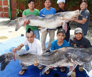 Đại gia xẻ thịt cặp cá lăng 200kg làm đại tiệc mời khách