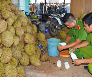Kon Tum: Bắt quả tang sầu riêng nhúng hóa chất chuẩn bị ra Hà Nội