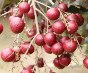 Nhãn tím "độc nhất vô nhị" miền Tây: Nhìn là mê, sờ là thích