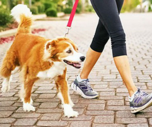 Từ 15/9, chó ra đường không được rọ mõm, chủ nuôi sẽ bị phạt nặng