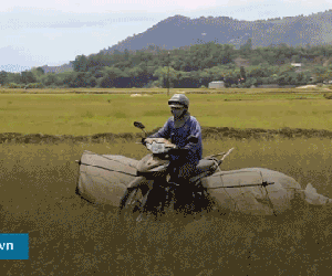 Video: Săn đặc sản "tôm bay" kiếm tiền triệu mỗi ngày