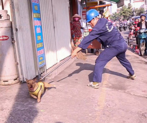 Clip: Tiếp tục ra quân bắt chó thả rông ở Sài Gòn, nhiều chó nhà bị Đội săn bắt “tóm” khiến chủ ngơ ngác