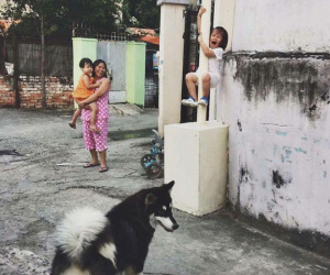 Cô bé la khóc, trèo lên cột vì sợ chó: Khoảnh khắc "gây bão" mạng xã hội Việt