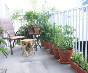 Muốn trồng cây ở ban công vừa đẹp vừa hút tài lộc, phải biết những điều này