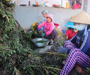 Thương lái ồ ạt mua cau non bán sang Trung Quốc, giá 20.000/kg
