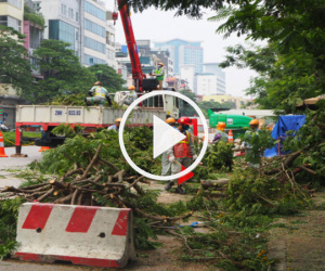 Video: Hà Nội bắt đầu đánh chuyển, chặt hạ 130 cây xanh dọc đường Kim Mã