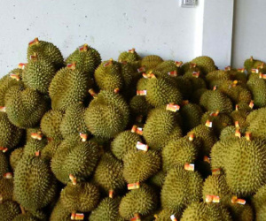 Sầu riêng tăng giá khủng, tư thương “ăn” cả trái non, tẩm thuốc nhanh chín