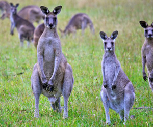 Australia kêu gọi người dân ăn thịt kangaroo