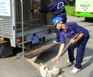 Thực hư thông tin giả mạo Đội săn bắt chó TP HCM để bắt chó nhà dân