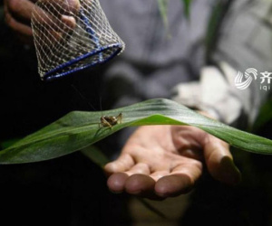 Thị trấn duy nhất trên thế giới những con dế còn đắt hơn vàng