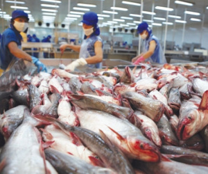 Xuất khẩu cá tra vào Mỹ giảm 26 triệu USD trong một tháng