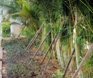 Gầm đường sắt trên cao Cát Linh-Hà Đông có 1.500 cây cau đẻ