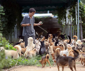 Giải cứu hơn 700 con chó trong suốt 8 năm