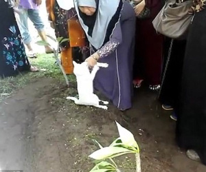 Mèo trắng quằn quại, cào cấu không chịu rời mộ người chết