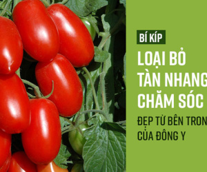 Muốn làn da khỏe đẹp trắng sáng: Đừng bỏ qua 4 bí quyết chăm sóc từ bên trong của Đông y