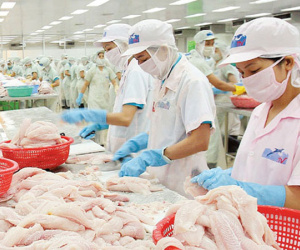 Mỹ lại tung thêm "đòn" để triệt đường cá tra Việt