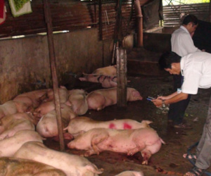 (SỐC) Phát hiện cơ sở giết mổ heo lở mồm, long móng với số lượng lớn