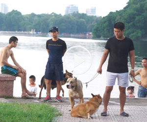 Chó không rọ mõm, thả rông khắp công viên, đường phố Hà Nội