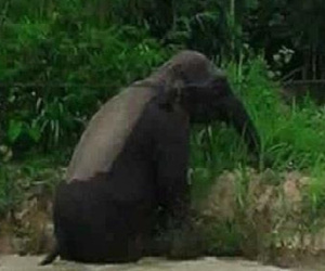 Sơn La: Người dân hốt hoảng vì voi rừng tắm ở ao cá, ngủ tại chuồng bò