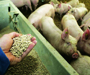 Lợn, gà "ăn" kháng sinh vô tội vạ, con người chịu thảm họa