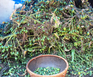 Thương lái lùng sục mua cau non bán sang Trung Quốc, giá cau tăng kỷ lục