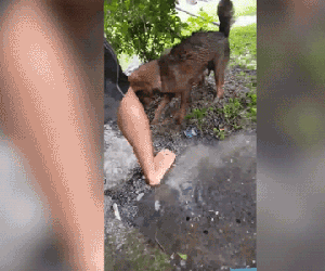 Video: Chó mẹ cào đất cứu 3 con nằm trong hang và điều tuyệt vời sau cuối