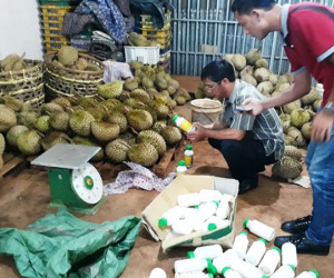 Nhúng hóa chất ép chín 200 quả sầu riêng, bị phạt 20 triệu
