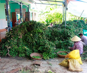 Thương lái săn lùng cau non xuất sang Trung Quốc