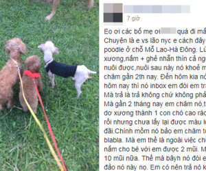 Cô gái tức giận tố người yêu chia tay đòi... trả chó hoặc đưa 2 triệu, chàng trai nói gì?