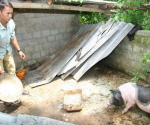 Giật mình một con lợn giống cấp cho hộ nghèo có giá 7 triệu đồng