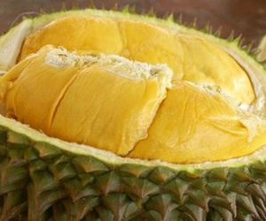 Hãi hùng sầu riêng tẩm hóa chất và những hậu quả đáng sợ do ăn quá nhiều