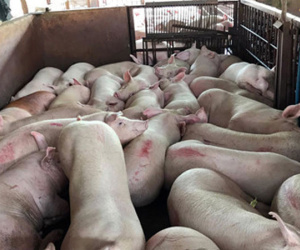 Giám đốc Sở Nông nghiệp TP.HCM: Tiêm thuốc an thần cho heo là tội ác