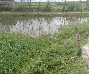 Vướng dây điện khi đi bắt cá, hai người tử vong