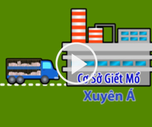 Video: Lỗ hổng trong quy trình kiểm soát khiến 4.000 heo bị tiêm thuốc