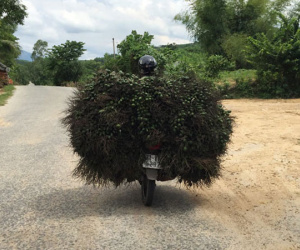 Thị trường Trung Quốc "dở chứng", dân buôn cau mất tiền tỷ