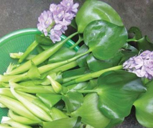 Bèo tây Việt Nam vứt bỏ không tiếc, Nhật thành đặc sản đắt đỏ